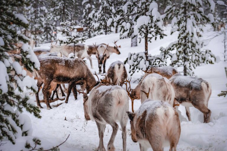 Rovaniemi – Lapponia con volo diretto da Bari - foto 4