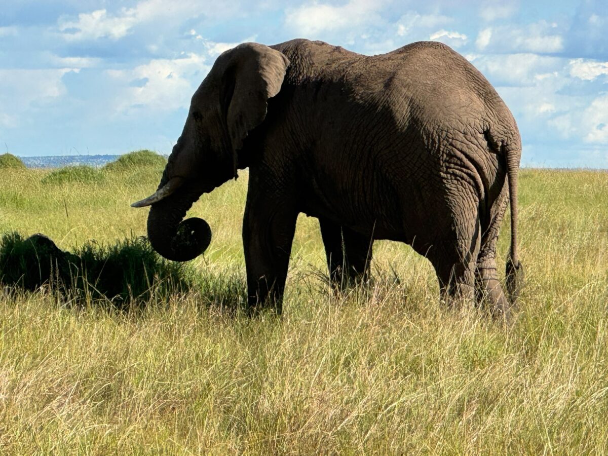 PANORAMA SUDAFRICANO GLAMPING - Foto 4
